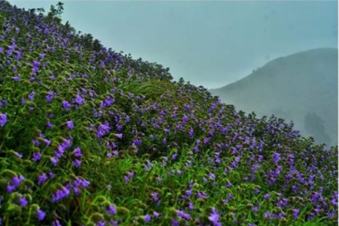 kodaikanal